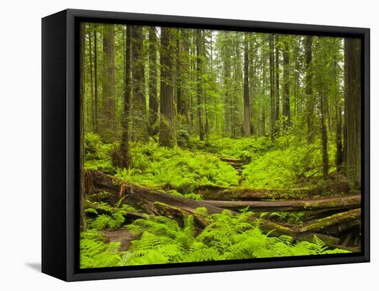 Forest Floor, Humboldt Redwood National Park, California, USA-Cathy & Gordon Illg-Framed Stretched Canvas