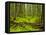 Forest Floor, Humboldt Redwood National Park, California, USA-Cathy & Gordon Illg-Framed Stretched Canvas