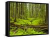 Forest Floor, Humboldt Redwood National Park, California, USA-Cathy & Gordon Illg-Framed Stretched Canvas