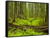 Forest Floor, Humboldt Redwood National Park, California, USA-Cathy & Gordon Illg-Framed Stretched Canvas