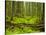 Forest Floor, Humboldt Redwood National Park, California, USA-Cathy & Gordon Illg-Stretched Canvas