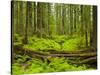 Forest Floor, Humboldt Redwood National Park, California, USA-Cathy & Gordon Illg-Stretched Canvas