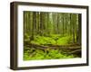 Forest Floor, Humboldt Redwood National Park, California, USA-Cathy & Gordon Illg-Framed Premium Photographic Print