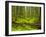 Forest Floor, Humboldt Redwood National Park, California, USA-Cathy & Gordon Illg-Framed Premium Photographic Print