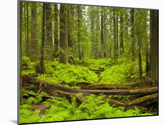 Forest Floor, Humboldt Redwood National Park, California, USA-Cathy & Gordon Illg-Mounted Premium Photographic Print