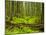 Forest Floor, Humboldt Redwood National Park, California, USA-Cathy & Gordon Illg-Mounted Premium Photographic Print