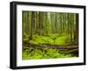 Forest Floor, Humboldt Redwood National Park, California, USA-Cathy & Gordon Illg-Framed Photographic Print