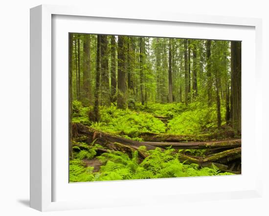 Forest Floor, Humboldt Redwood National Park, California, USA-Cathy & Gordon Illg-Framed Photographic Print