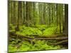 Forest Floor, Humboldt Redwood National Park, California, USA-Cathy & Gordon Illg-Mounted Photographic Print