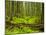 Forest Floor, Humboldt Redwood National Park, California, USA-Cathy & Gordon Illg-Mounted Photographic Print