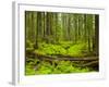 Forest Floor, Humboldt Redwood National Park, California, USA-Cathy & Gordon Illg-Framed Photographic Print