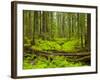 Forest Floor, Humboldt Redwood National Park, California, USA-Cathy & Gordon Illg-Framed Photographic Print