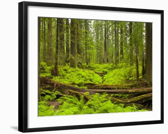 Forest Floor, Humboldt Redwood National Park, California, USA-Cathy & Gordon Illg-Framed Photographic Print