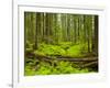 Forest Floor, Humboldt Redwood National Park, California, USA-Cathy & Gordon Illg-Framed Photographic Print