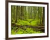 Forest Floor, Humboldt Redwood National Park, California, USA-Cathy & Gordon Illg-Framed Photographic Print