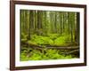 Forest Floor, Humboldt Redwood National Park, California, USA-Cathy & Gordon Illg-Framed Photographic Print