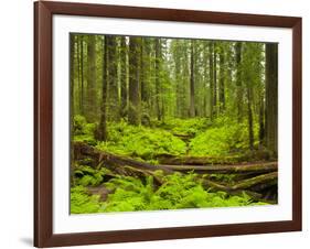 Forest Floor, Humboldt Redwood National Park, California, USA-Cathy & Gordon Illg-Framed Photographic Print