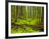 Forest Floor, Humboldt Redwood National Park, California, USA-Cathy & Gordon Illg-Framed Photographic Print