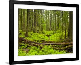 Forest Floor, Humboldt Redwood National Park, California, USA-Cathy & Gordon Illg-Framed Photographic Print