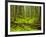 Forest Floor, Humboldt Redwood National Park, California, USA-Cathy & Gordon Illg-Framed Photographic Print