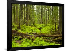 Forest Floor, Humboldt Redwood National Park, California, USA-Cathy & Gordon Illg-Framed Photographic Print