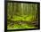 Forest Floor, Humboldt Redwood National Park, California, USA-Cathy & Gordon Illg-Framed Photographic Print