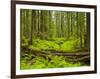 Forest Floor, Humboldt Redwood National Park, California, USA-Cathy & Gordon Illg-Framed Photographic Print