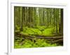 Forest Floor, Humboldt Redwood National Park, California, USA-Cathy & Gordon Illg-Framed Photographic Print