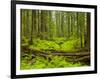 Forest Floor, Humboldt Redwood National Park, California, USA-Cathy & Gordon Illg-Framed Photographic Print