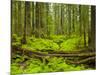 Forest Floor, Humboldt Redwood National Park, California, USA-Cathy & Gordon Illg-Mounted Photographic Print