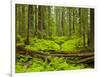 Forest Floor, Humboldt Redwood National Park, California, USA-Cathy & Gordon Illg-Framed Photographic Print