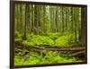 Forest Floor, Humboldt Redwood National Park, California, USA-Cathy & Gordon Illg-Framed Photographic Print