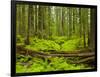 Forest Floor, Humboldt Redwood National Park, California, USA-Cathy & Gordon Illg-Framed Photographic Print