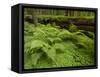 Forest Floor, Humboldt Redwood National Park, California, USA-Cathy & Gordon Illg-Framed Stretched Canvas