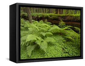 Forest Floor, Humboldt Redwood National Park, California, USA-Cathy & Gordon Illg-Framed Stretched Canvas