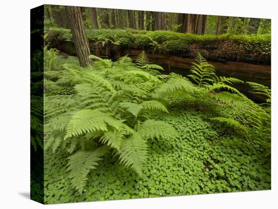 Forest Floor, Humboldt Redwood National Park, California, USA-Cathy & Gordon Illg-Stretched Canvas