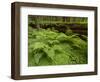 Forest Floor, Humboldt Redwood National Park, California, USA-Cathy & Gordon Illg-Framed Photographic Print