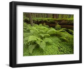 Forest Floor, Humboldt Redwood National Park, California, USA-Cathy & Gordon Illg-Framed Photographic Print