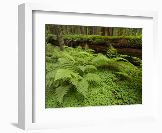 Forest Floor, Humboldt Redwood National Park, California, USA-Cathy & Gordon Illg-Framed Photographic Print