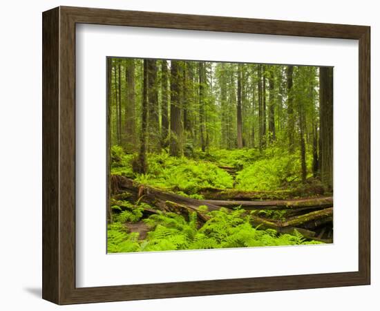 Forest Floor, Humboldt Redwood National Park, California, USA-Cathy & Gordon Illg-Framed Photographic Print