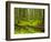 Forest Floor, Humboldt Redwood National Park, California, USA-Cathy & Gordon Illg-Framed Photographic Print