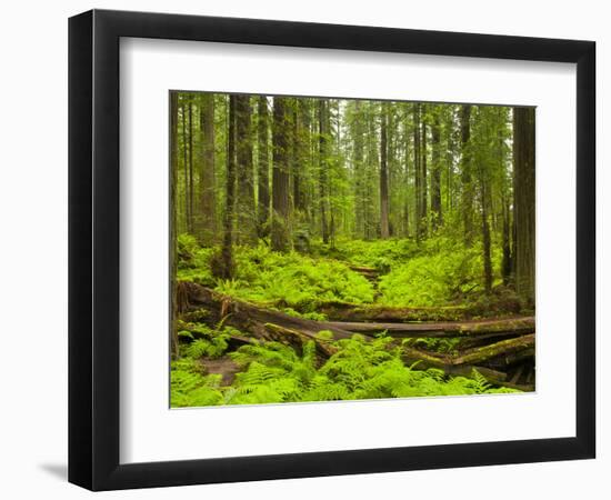 Forest Floor, Humboldt Redwood National Park, California, USA-Cathy & Gordon Illg-Framed Photographic Print