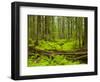 Forest Floor, Humboldt Redwood National Park, California, USA-Cathy & Gordon Illg-Framed Photographic Print