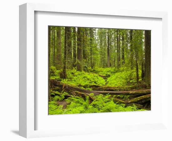 Forest Floor, Humboldt Redwood National Park, California, USA-Cathy & Gordon Illg-Framed Photographic Print