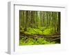 Forest Floor, Humboldt Redwood National Park, California, USA-Cathy & Gordon Illg-Framed Photographic Print