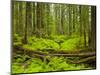 Forest Floor, Humboldt Redwood National Park, California, USA-Cathy & Gordon Illg-Mounted Photographic Print