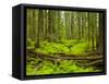 Forest Floor, Humboldt Redwood National Park, California, USA-Cathy & Gordon Illg-Framed Stretched Canvas