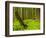 Forest Floor, Humboldt Redwood National Park, California, USA-Cathy & Gordon Illg-Framed Photographic Print