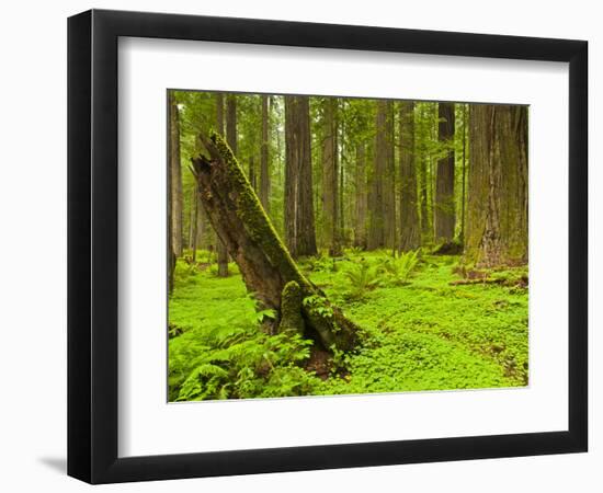 Forest Floor, Humboldt Redwood National Park, California, USA-Cathy & Gordon Illg-Framed Photographic Print