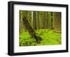 Forest Floor, Humboldt Redwood National Park, California, USA-Cathy & Gordon Illg-Framed Photographic Print